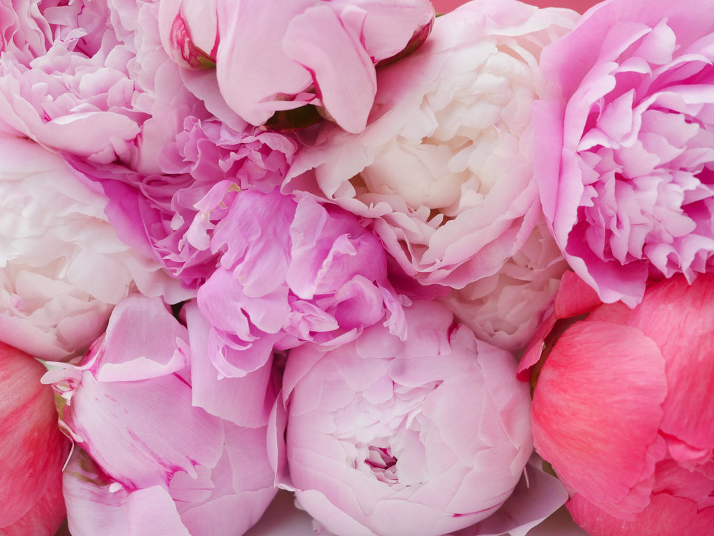 FAVOURITE FLOWERS: EVERYTHING YOU NEED TO KNOW ABOUT PEONIES